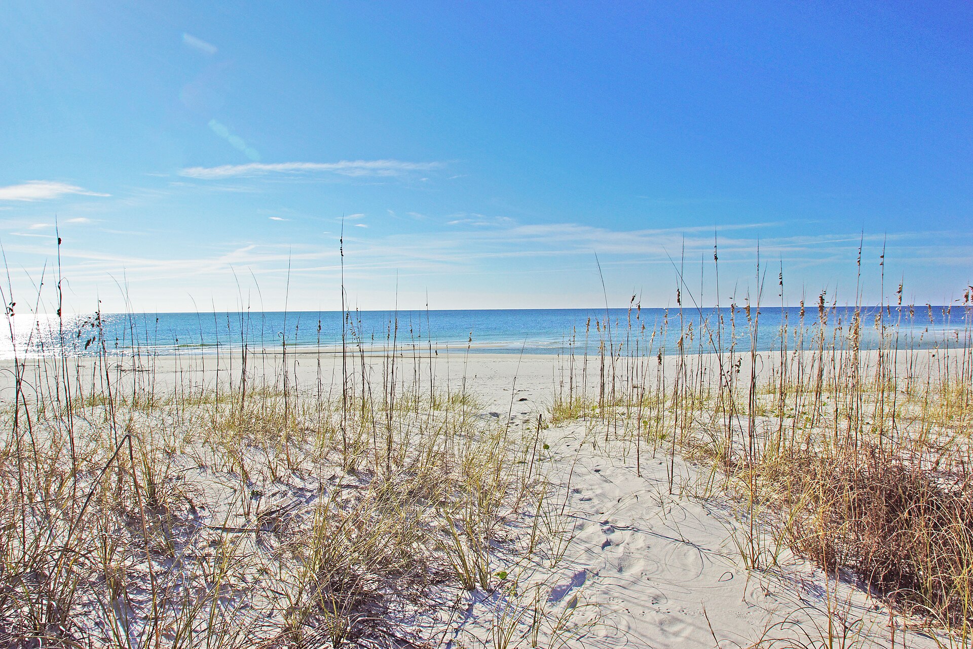 Sea oats and dunes on the Gulf of Mexico shoreline at Gulf Shores, Alabama